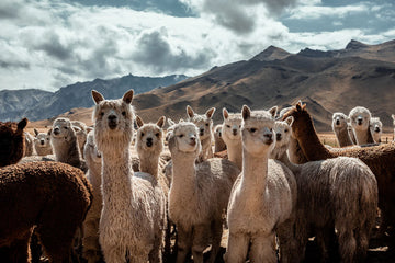 THE WORLD OF THE ALPACA