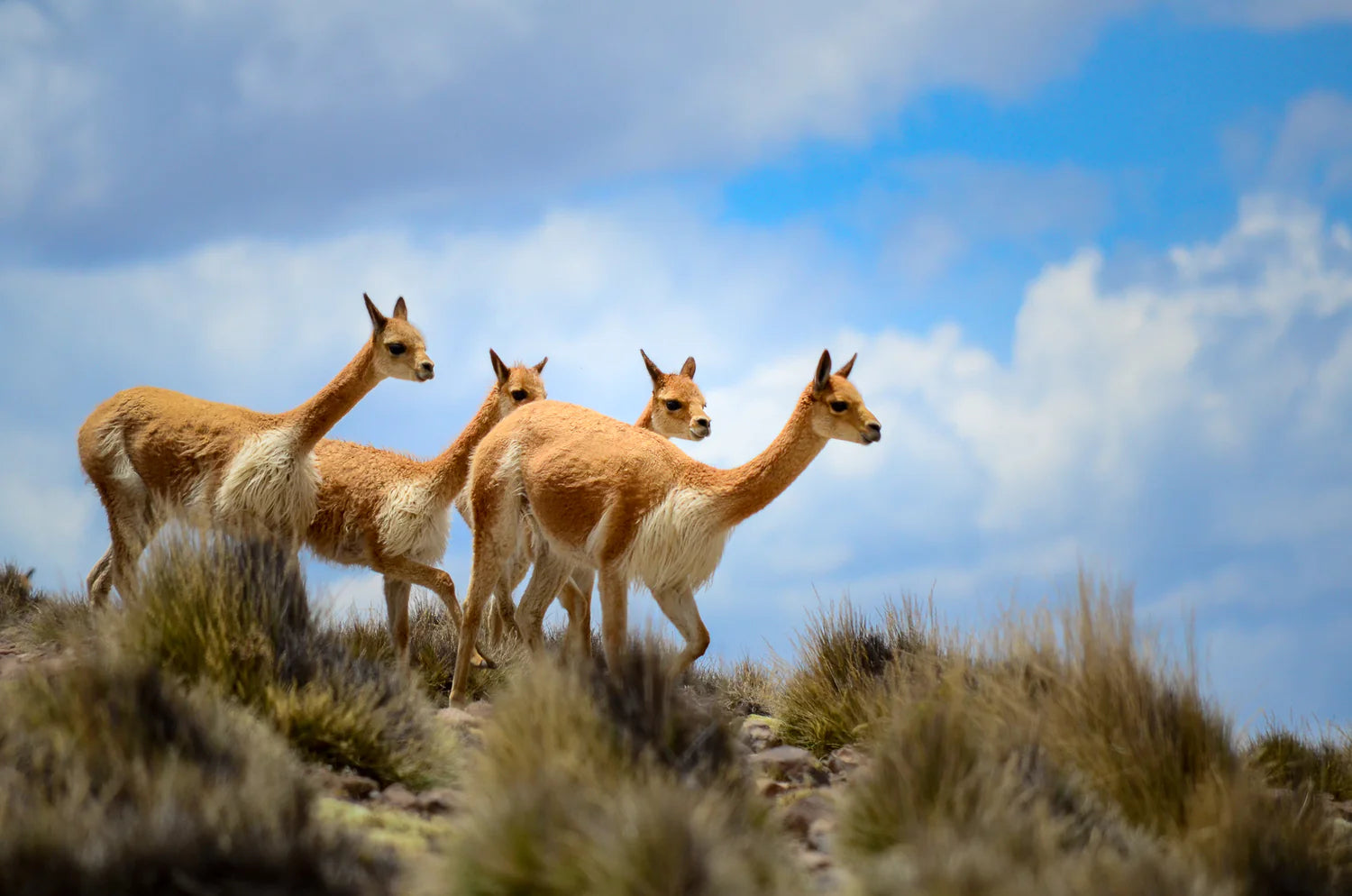 THE VICUNA