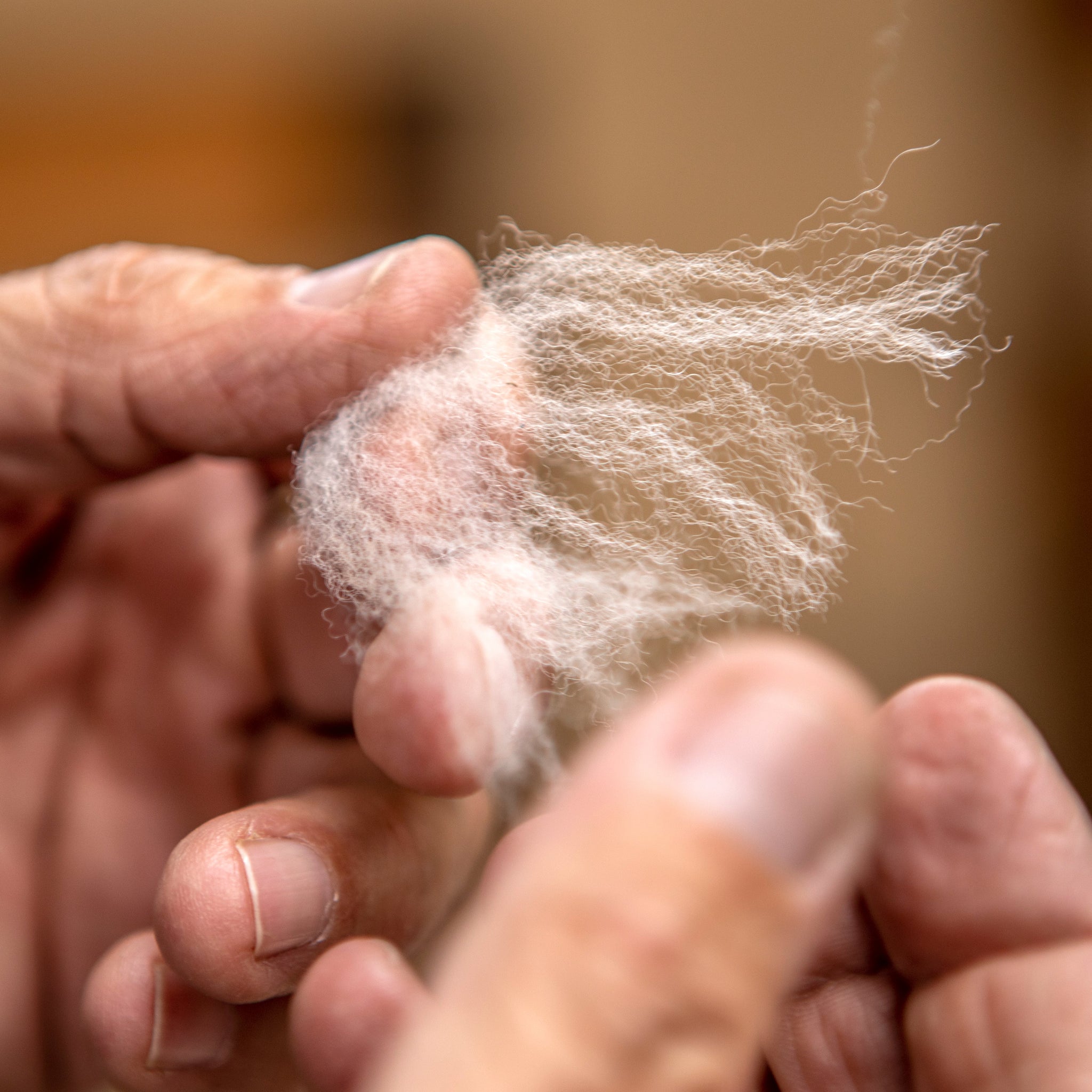 The hands of a peruvian craftman holding a piece of alpaca fiber