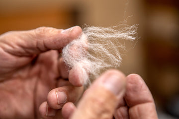 The hands of a peruvian craftman holding a piece of alpaca fiber