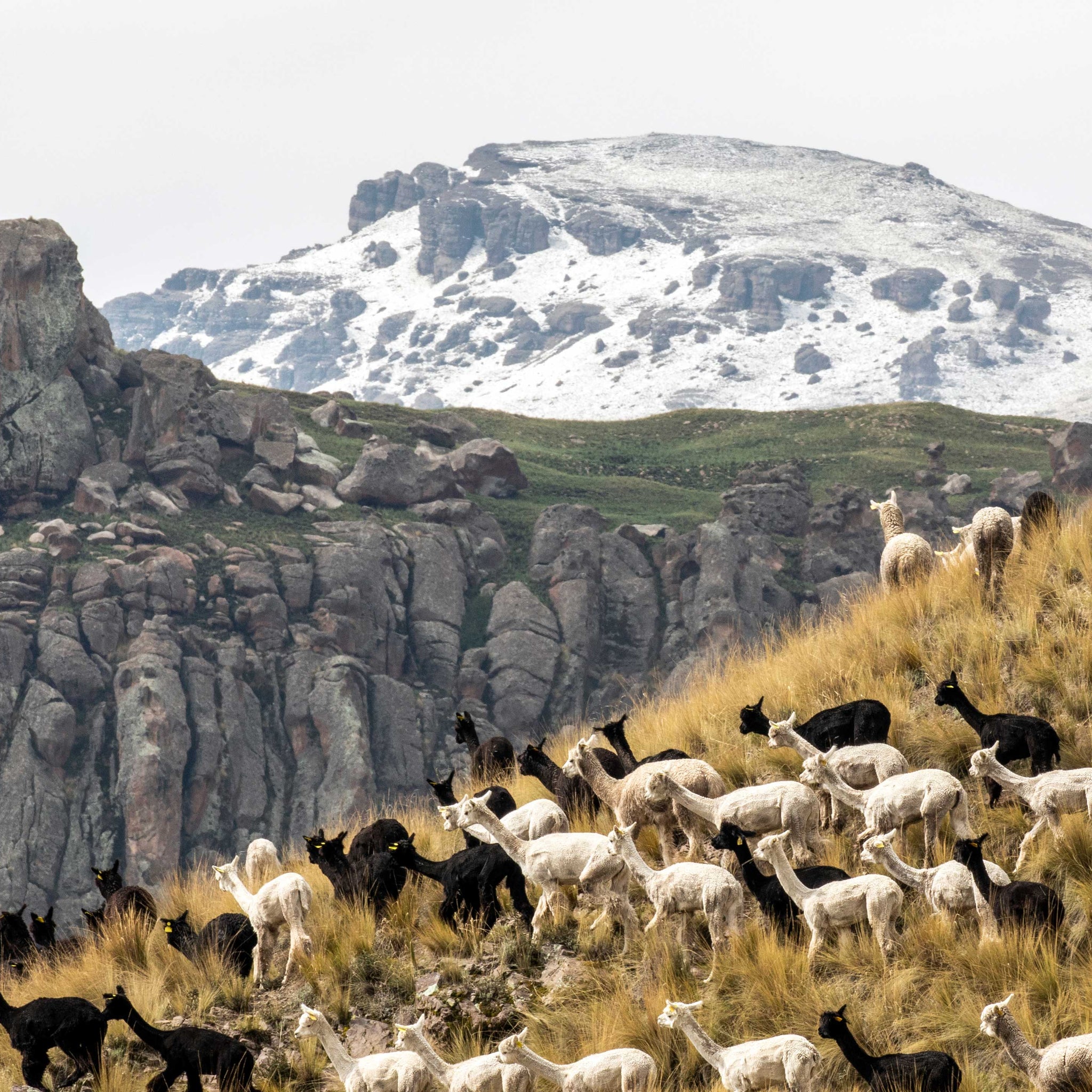 ALPACA, The Heart of the Andes