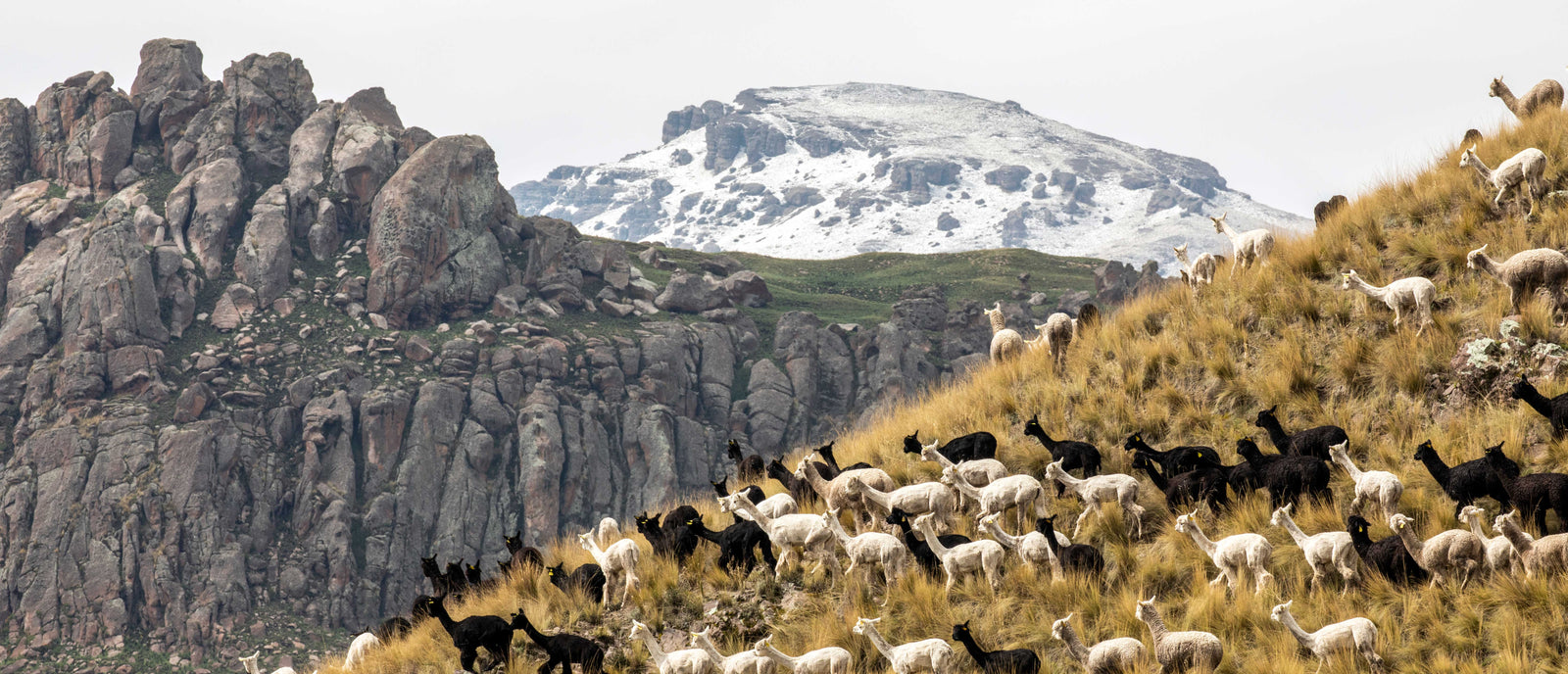 ALPACA, The Heart of the Andes