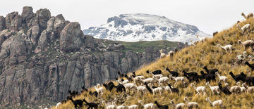 ALPACA, The Heart of the Andes