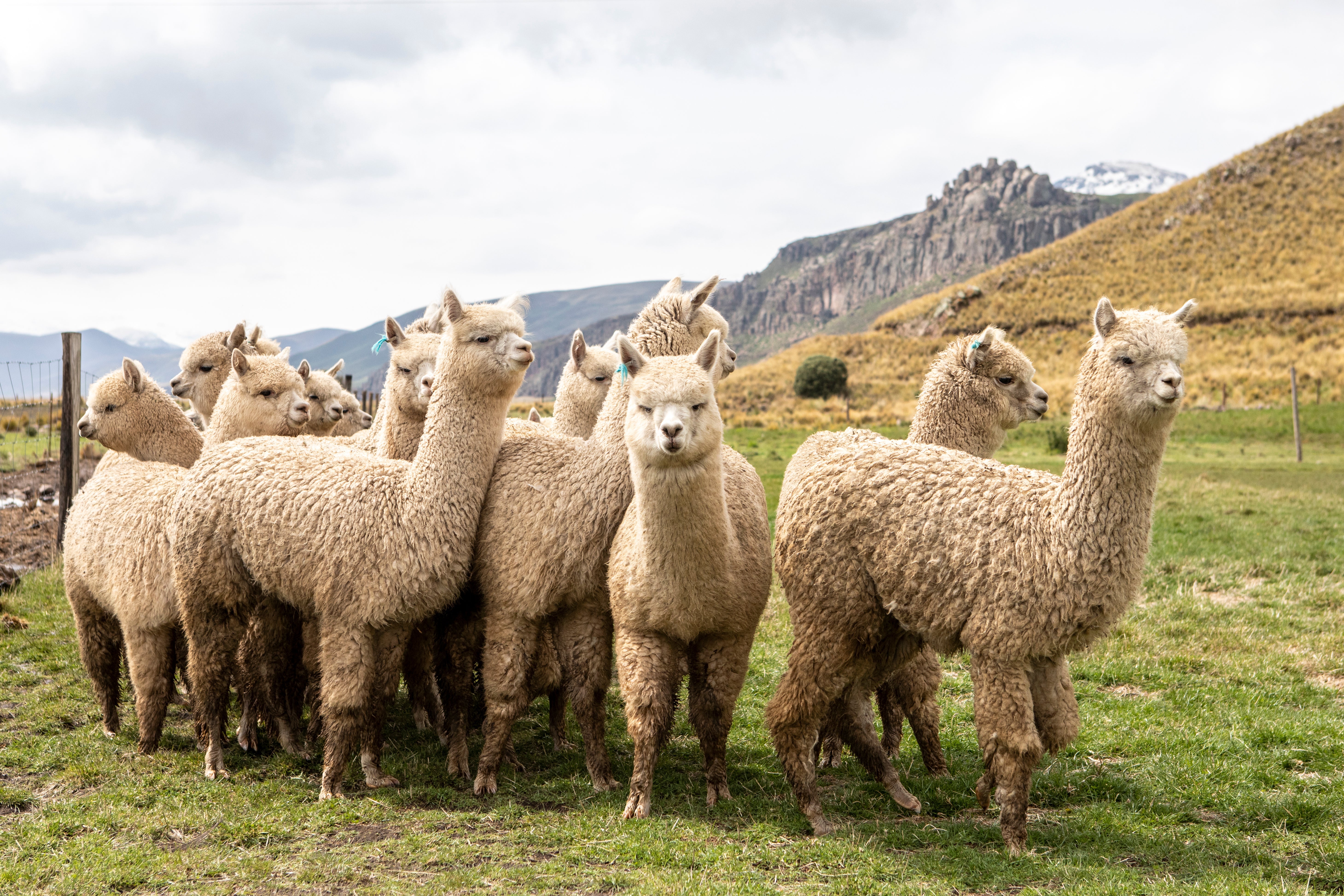 What is Alpaca Fiber and Why It's Captivating Fashion | KUNA