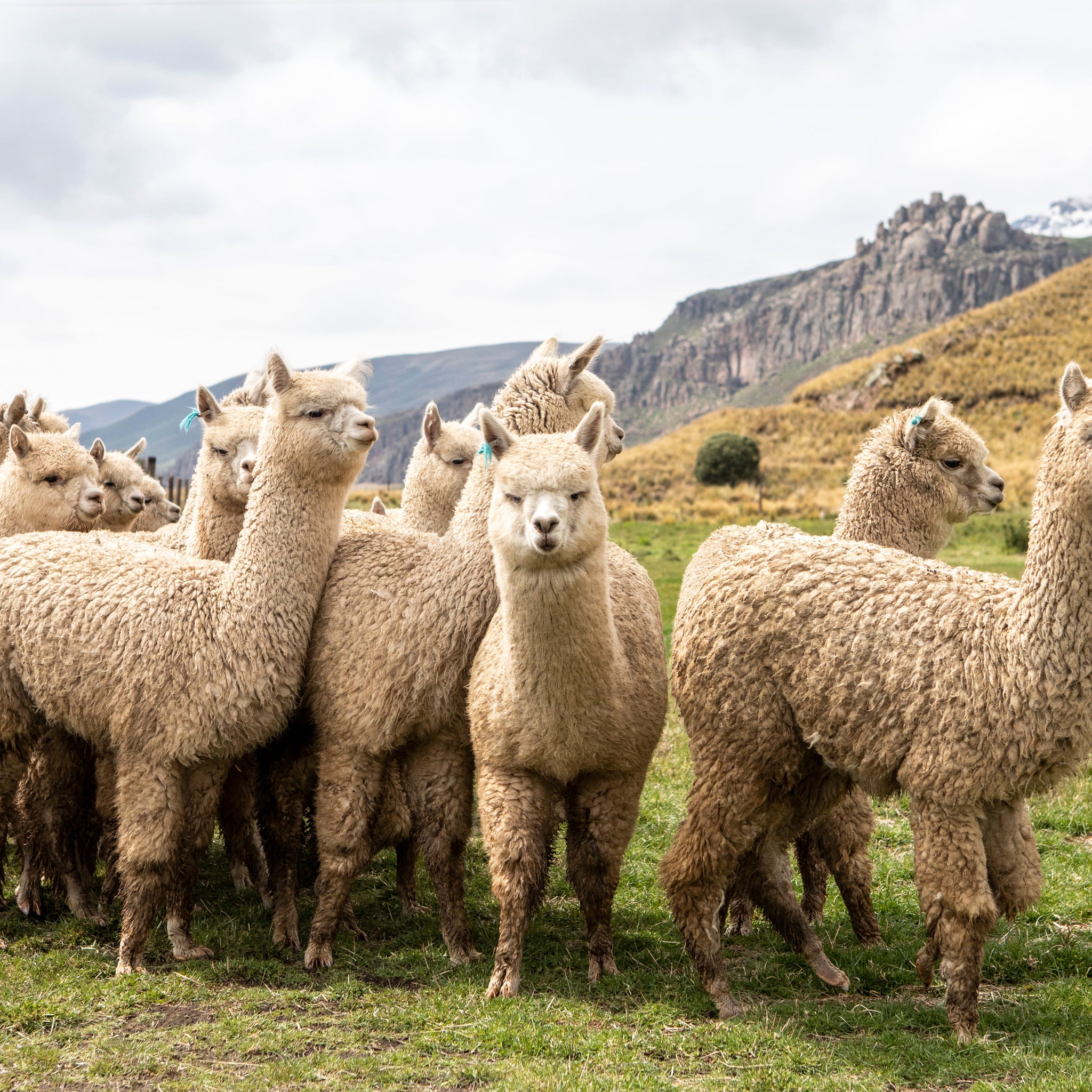 Alpaca Fiber: The Andean Treasure Redefining Modern Luxury