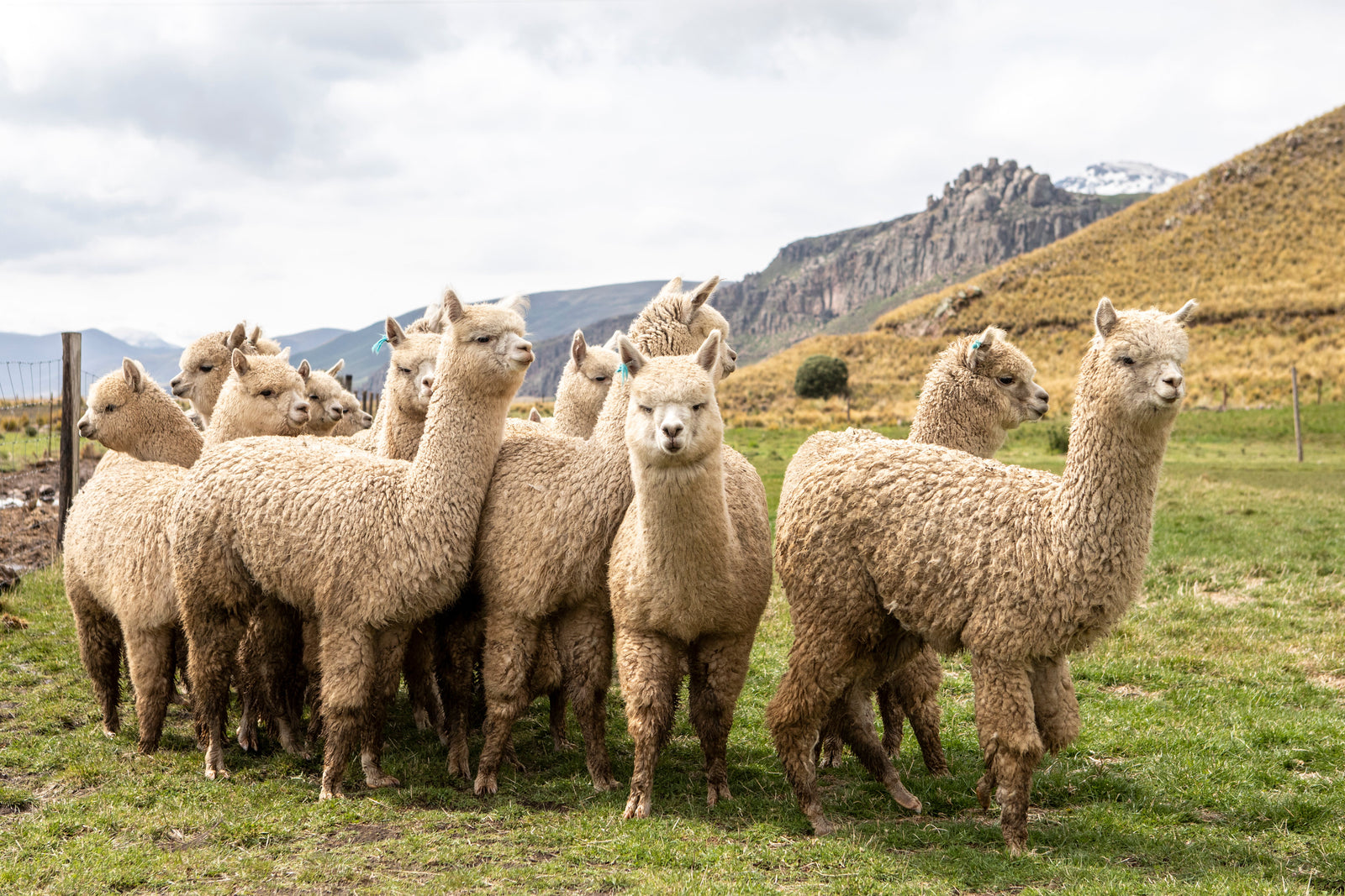 Alpaca Fiber: The Andean Treasure Redefining Modern Luxury