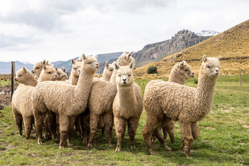 Alpaca Fiber: The Andean Treasure Redefining Modern Luxury